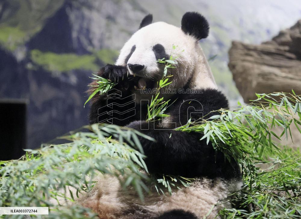 Giant panda in Japan before returning to China
