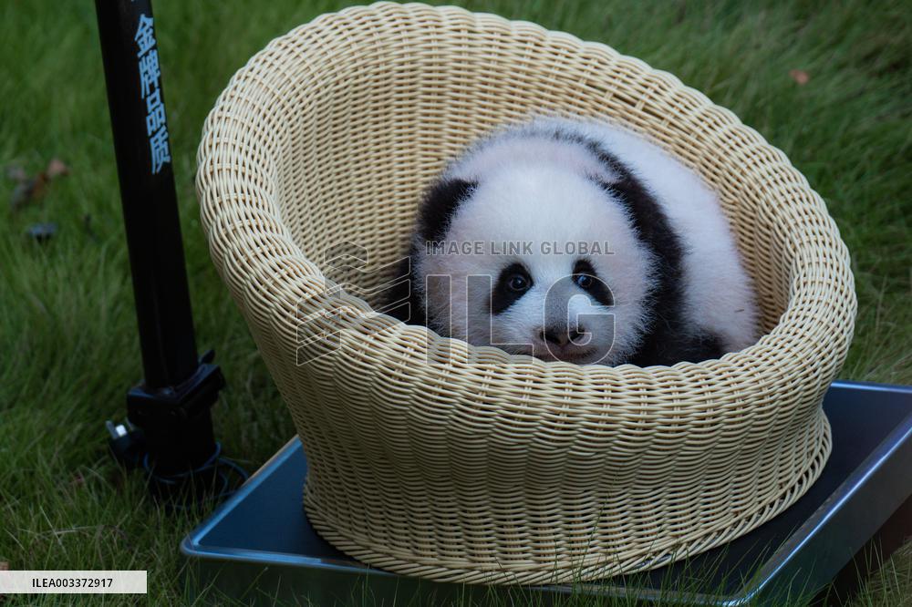 Panda HAOQI