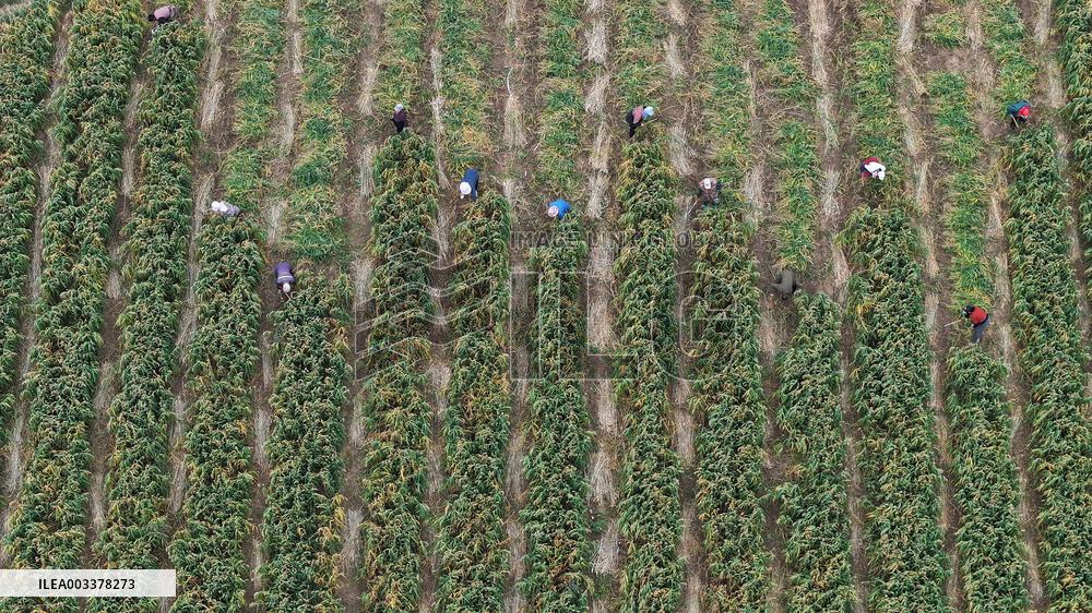 National Modern Agriculture Industrial Park in Zhangjiakou