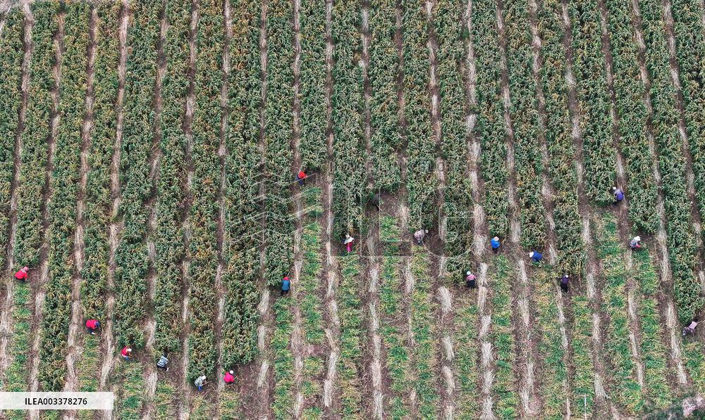 National Modern Agriculture Industrial Park in Zhangjiakou