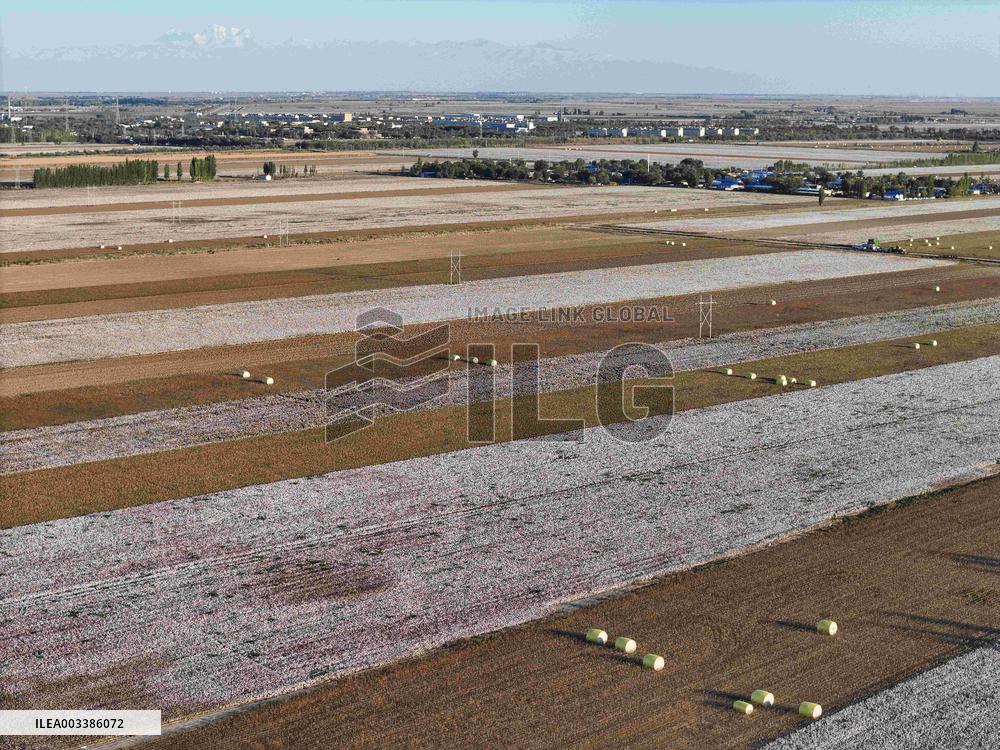 Cotton Fields Harvest Illustration - China