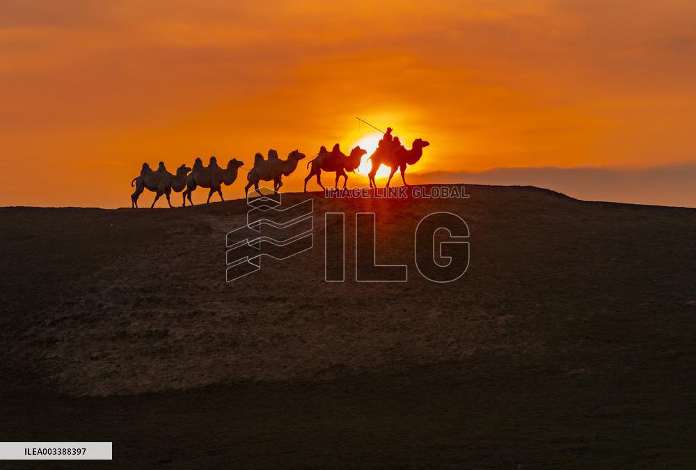 Camels Performance at Ulan Butong in Chifeng