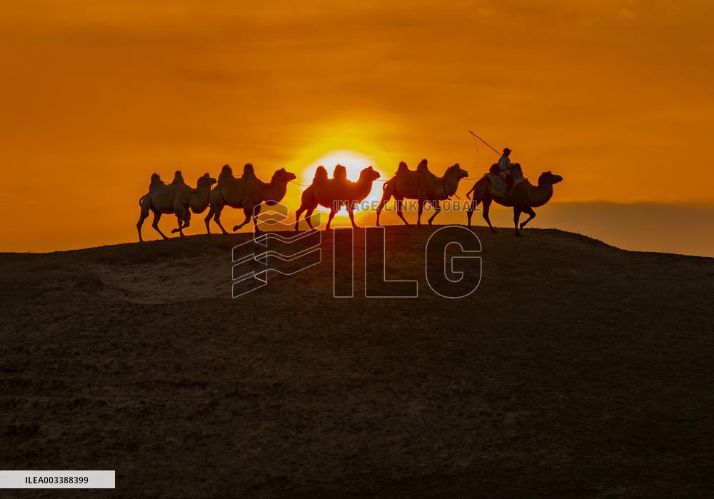 Camels Performance at Ulan Butong in Chifeng