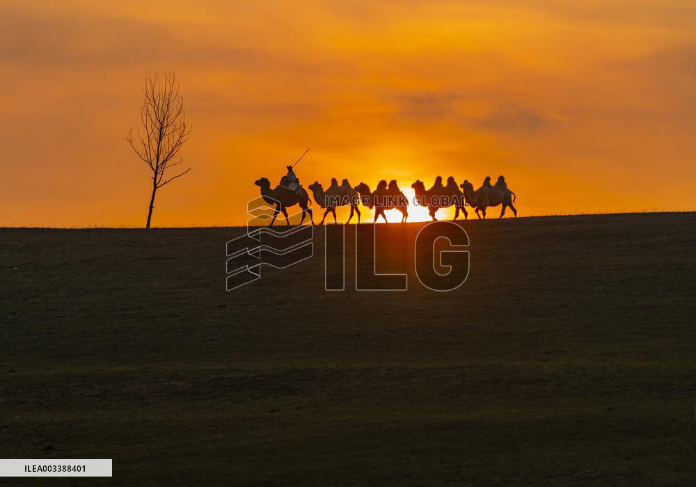 Camels Performance at Ulan Butong in Chifeng