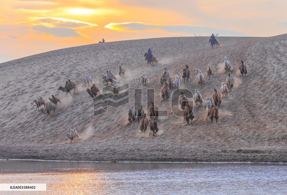 Camels Performance at Ulan Butong in Chifeng