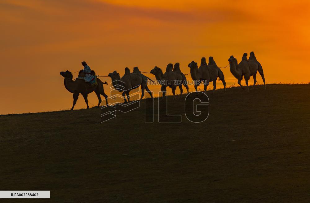 Camels Performance at Ulan Butong in Chifeng