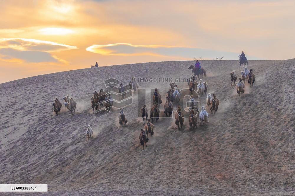 Camels Performance at Ulan Butong in Chifeng
