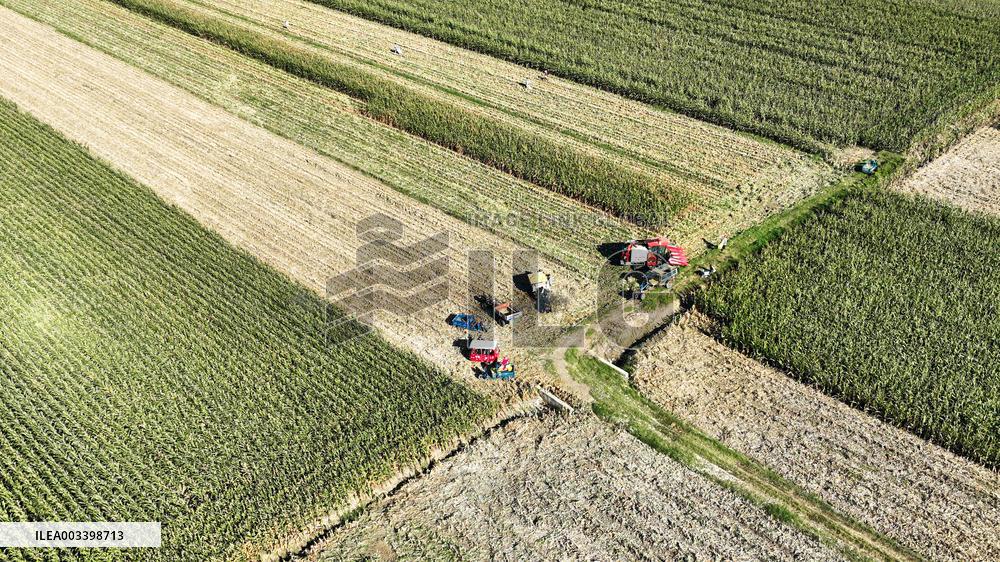 Corn Harvest in Suqian