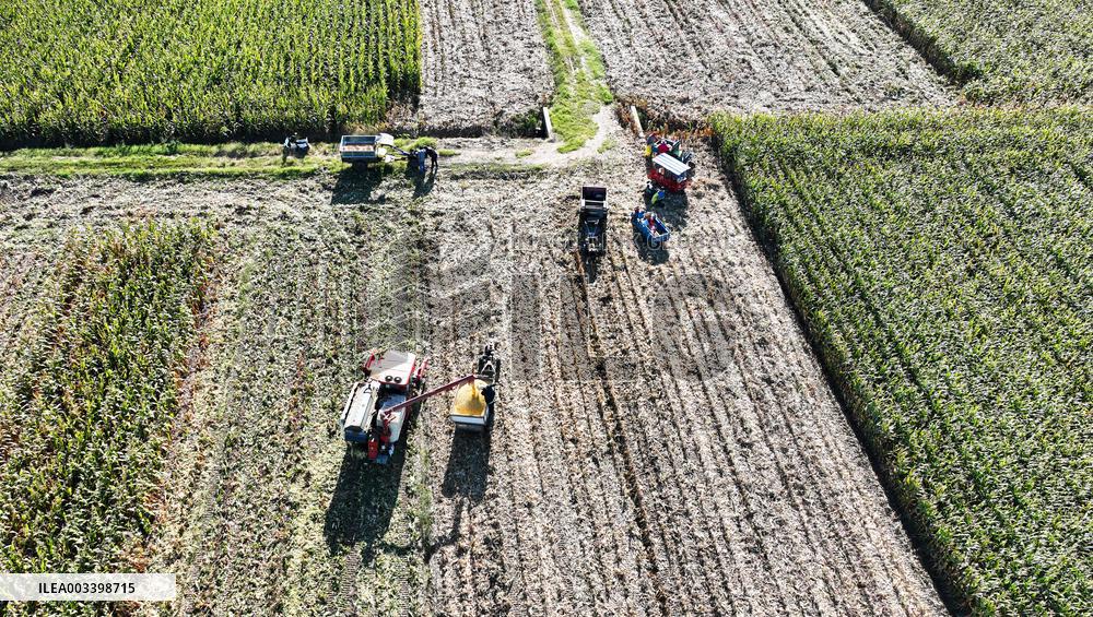Corn Harvest in Suqian