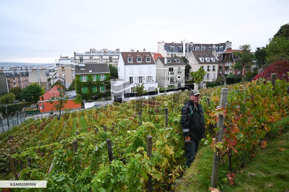 Clos Montmartre Grape Harvest - Paris