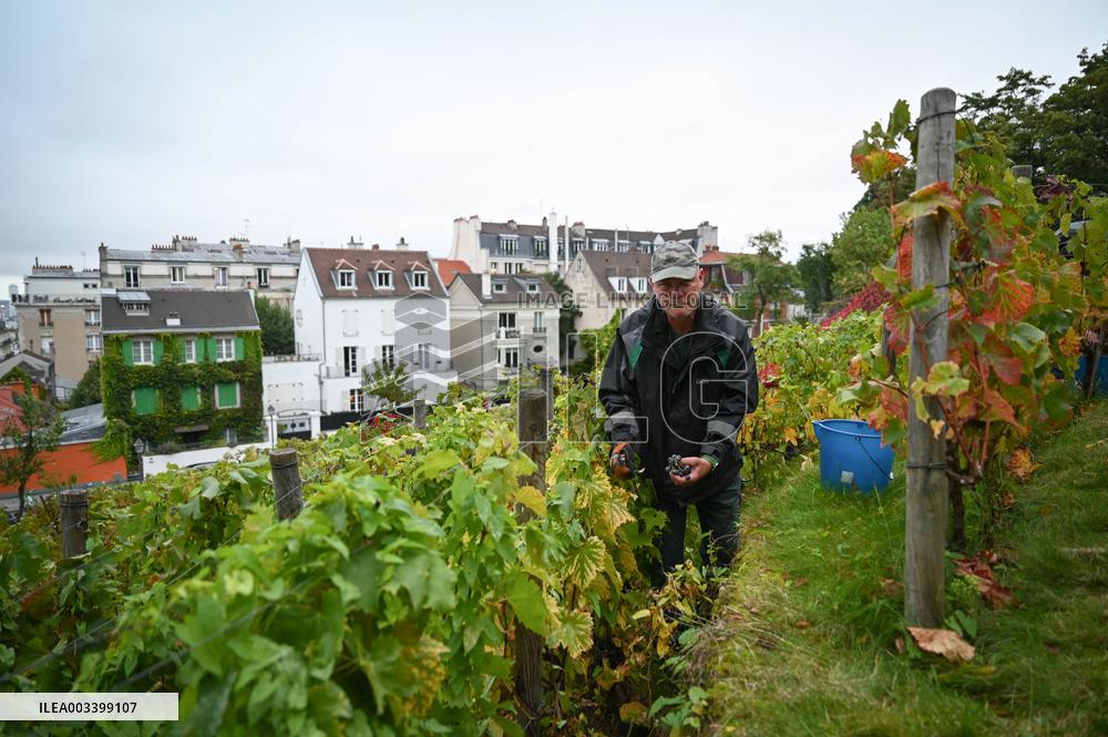 Clos Montmartre Grape Harvest - Paris