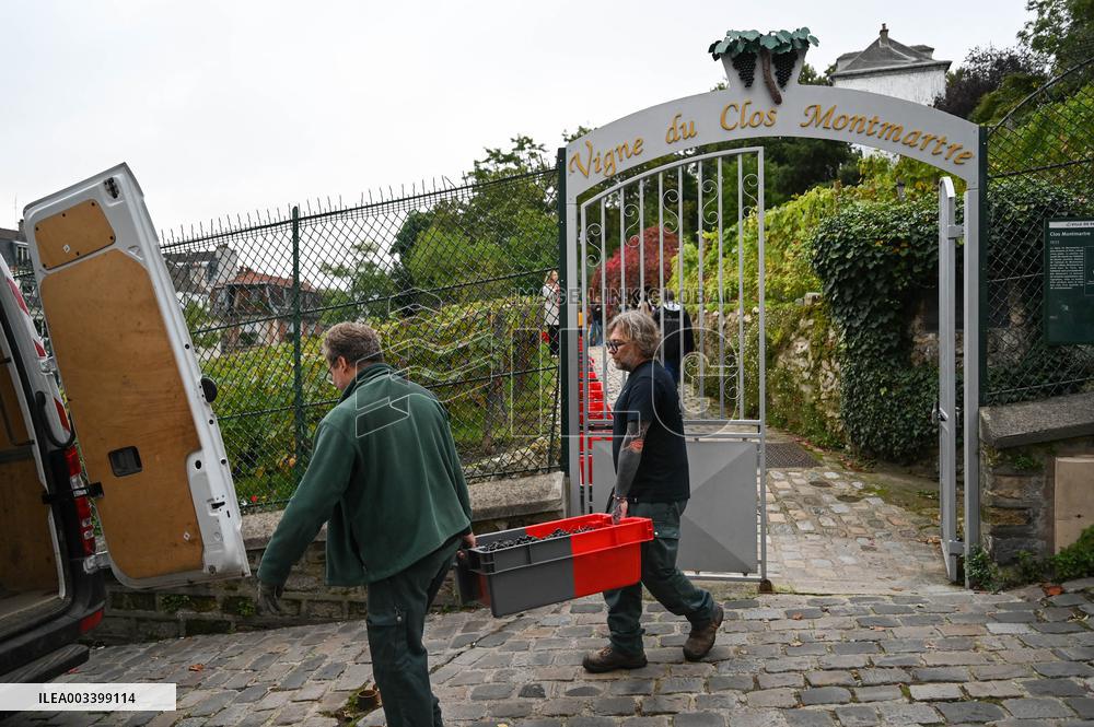 Clos Montmartre Grape Harvest - Paris