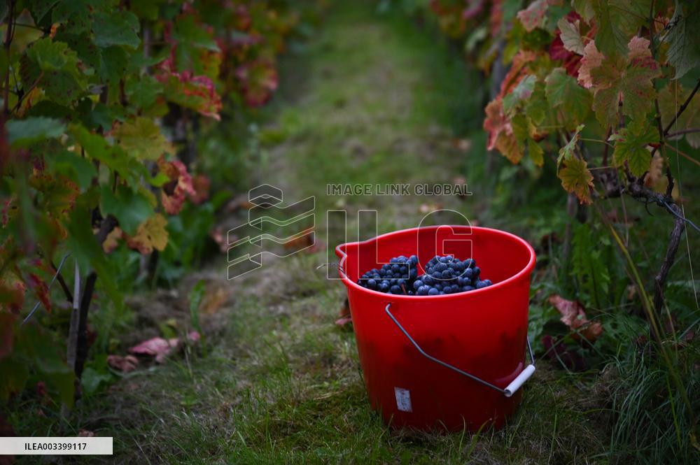 Clos Montmartre Grape Harvest - Paris