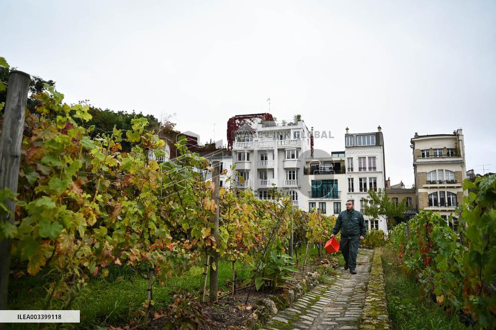 Clos Montmartre Grape Harvest - Paris