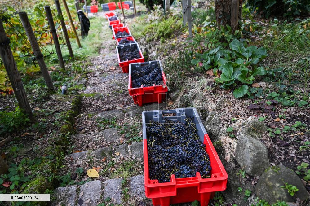 Clos Montmartre Grape Harvest - Paris