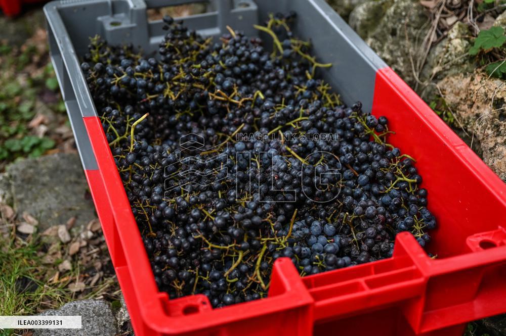 Clos Montmartre Grape Harvest - Paris