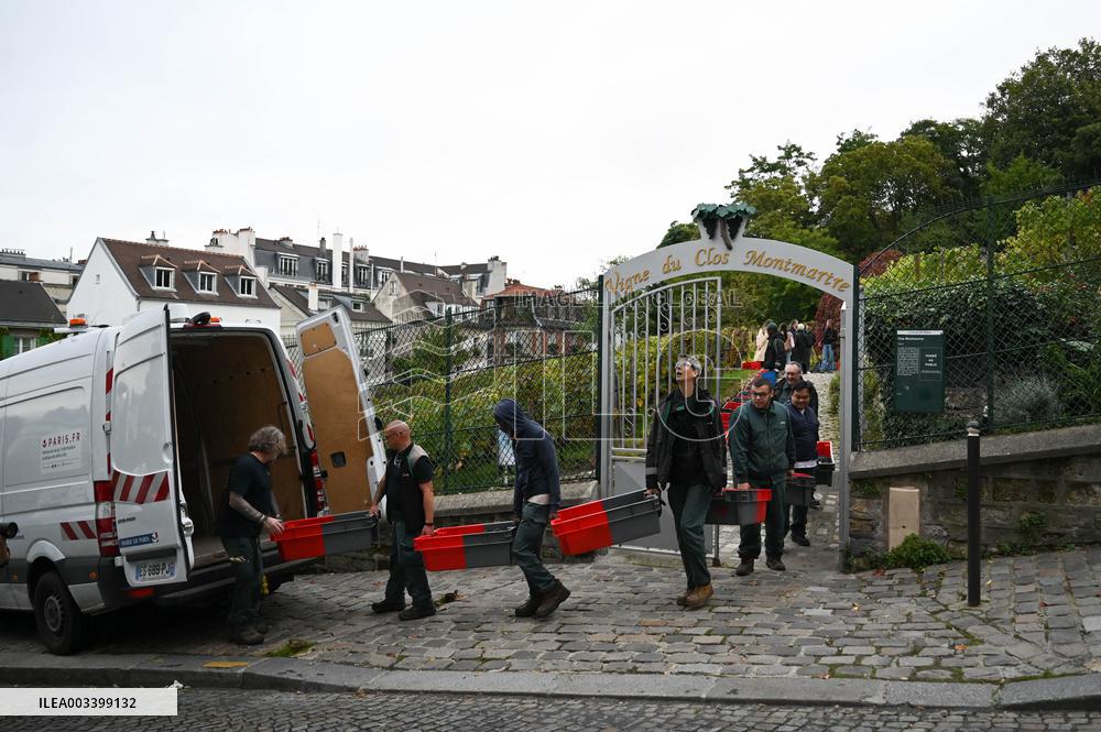Clos Montmartre Grape Harvest - Paris