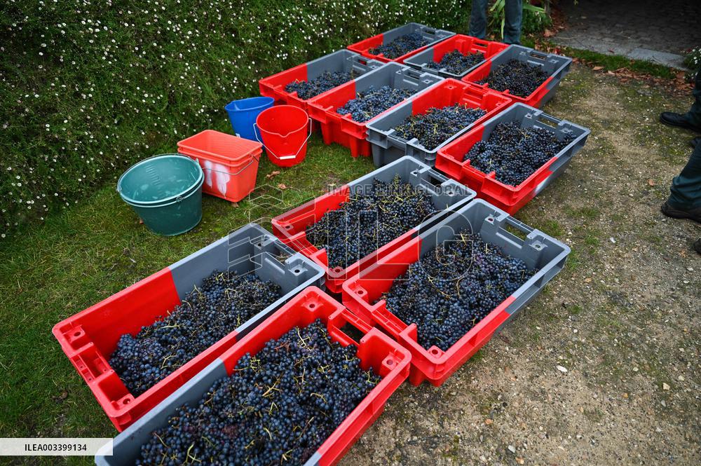 Clos Montmartre Grape Harvest - Paris
