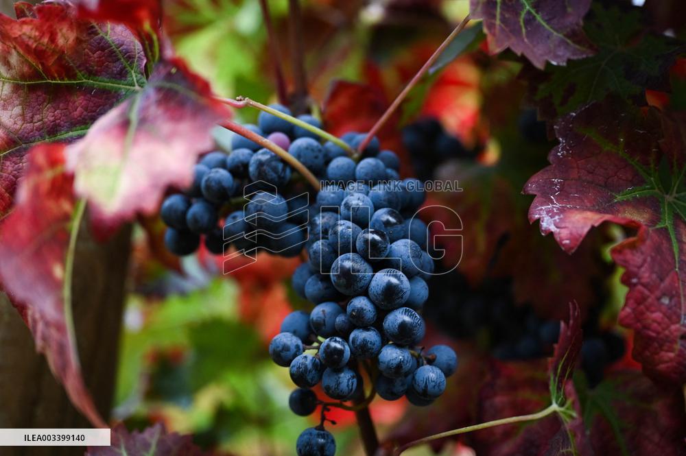 Clos Montmartre Grape Harvest - Paris