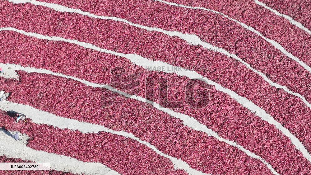 Farmers Dry Chili Peppers in the Gobi Desert in Hami