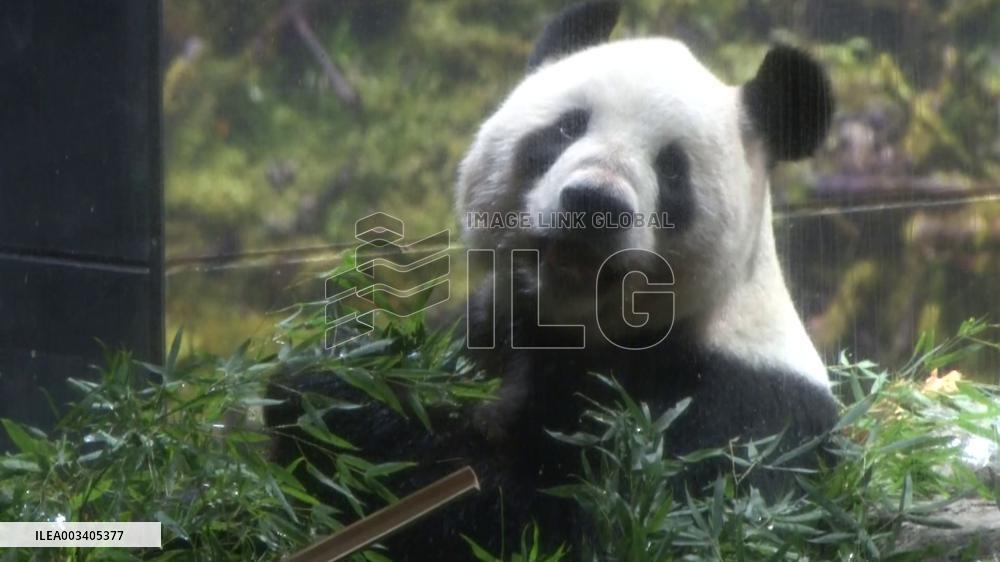 Giant panda in Japan before returning to China
