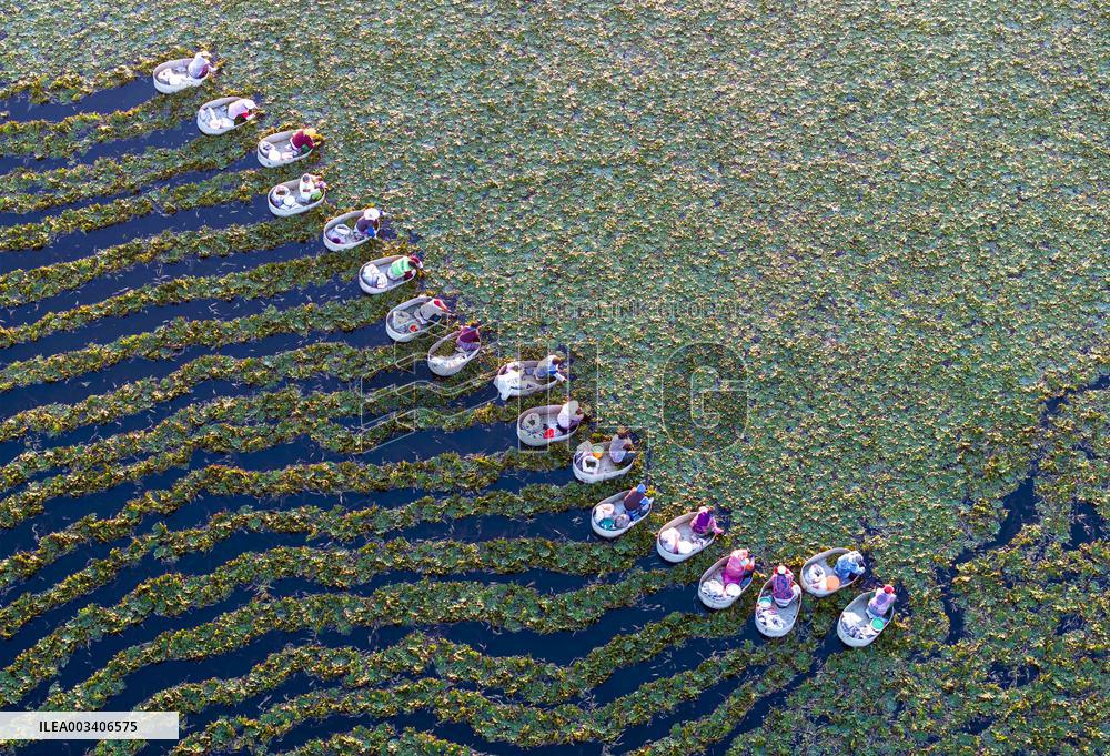 Autumn Harvest - China
