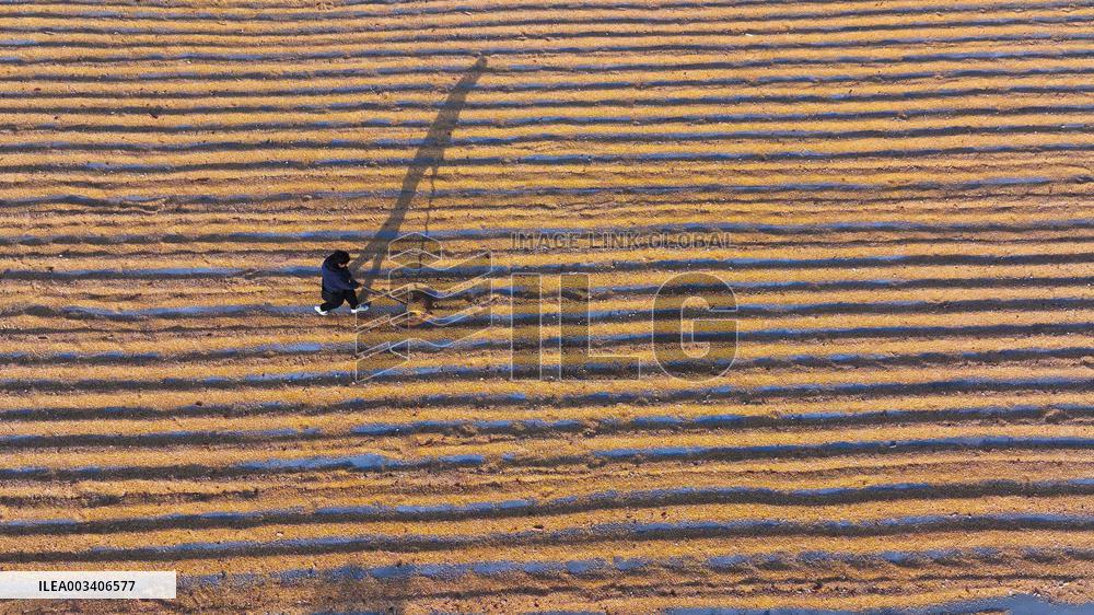 Autumn Harvest - China