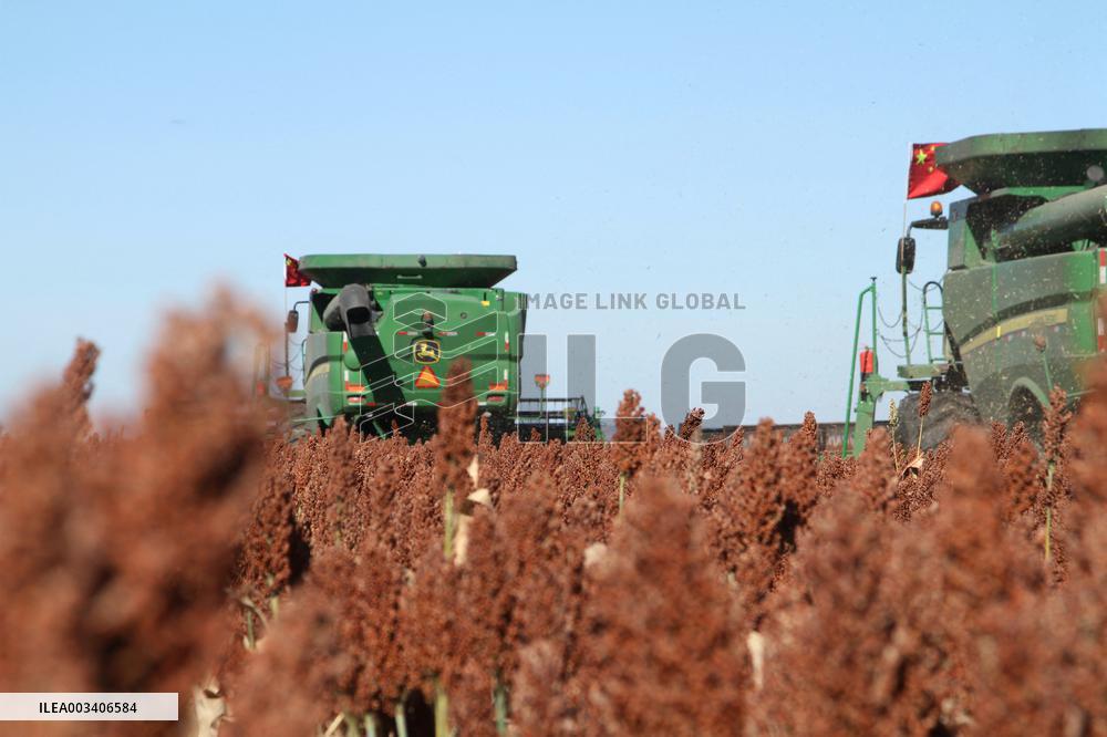 Autumn Harvest - China