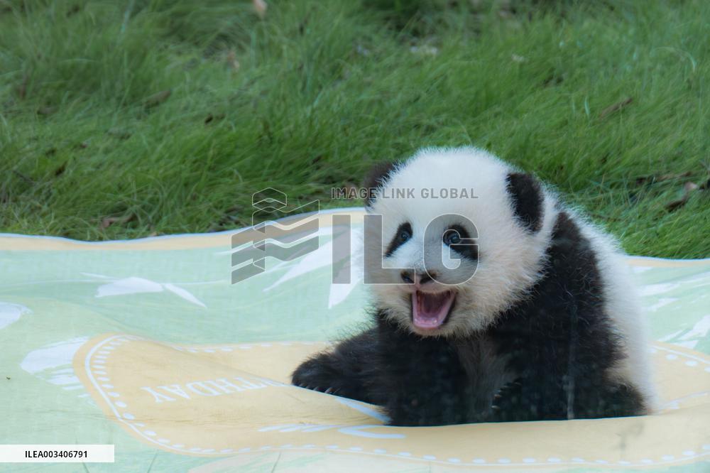 China Chongqing Zoo Giant Panda