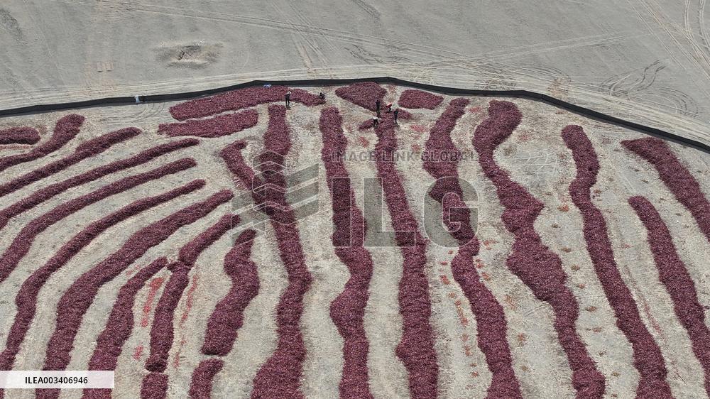 Chili Peppers Dry in Gobi Desert in Hami