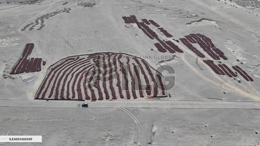 Chili Peppers Dry in Gobi Desert in Hami