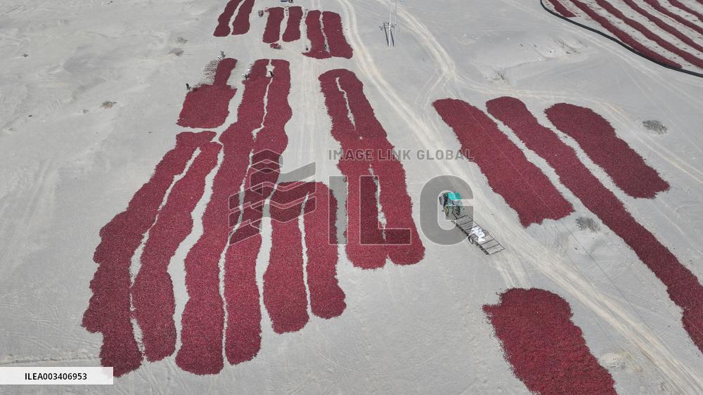 Chili Peppers Dry in Gobi Desert in Hami