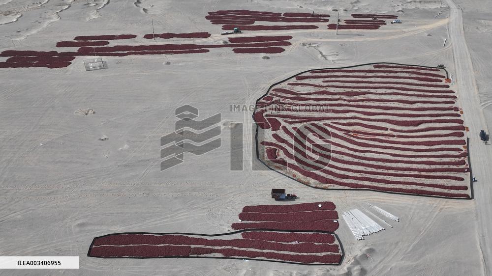Chili Peppers Dry in Gobi Desert in Hami
