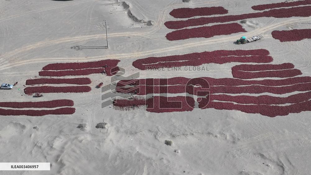 Chili Peppers Dry in Gobi Desert in Hami
