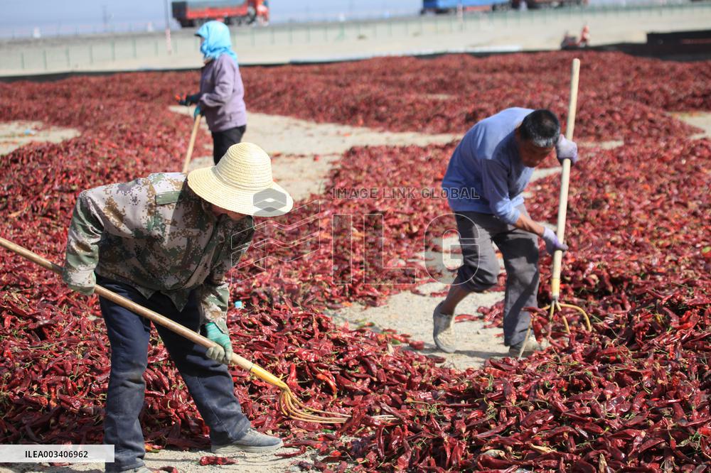 Chili Peppers Dry in Gobi Desert in Hami
