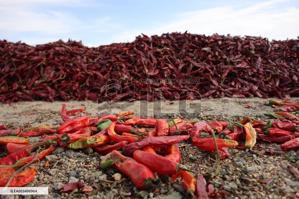 Chili Peppers Dry in Gobi Desert in Hami