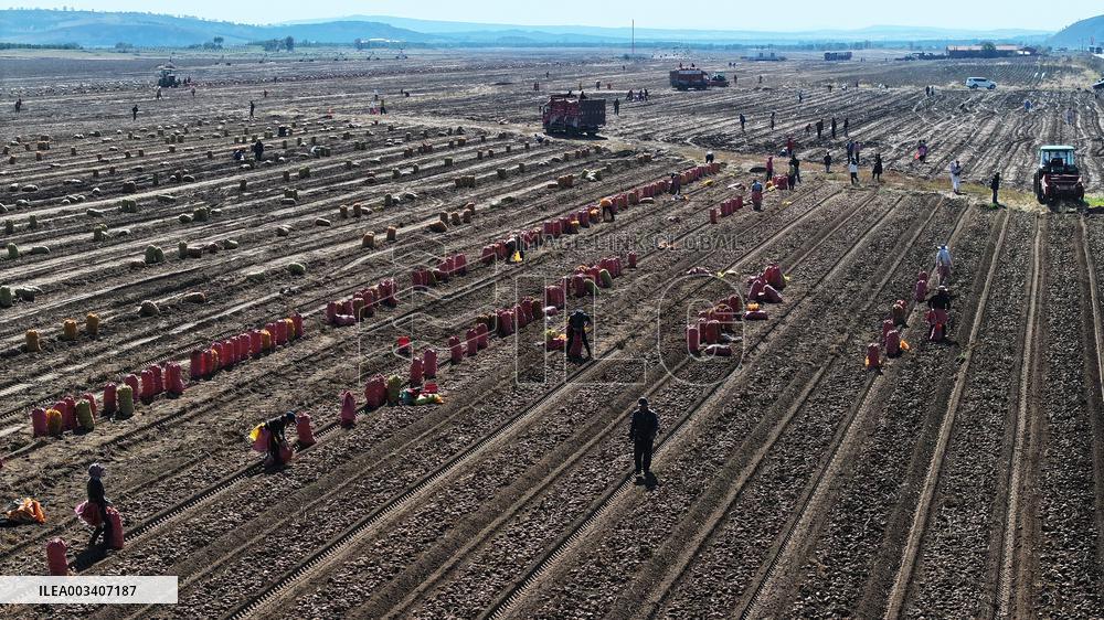 Farmers Harvest Potatoes in Inner Mongolia