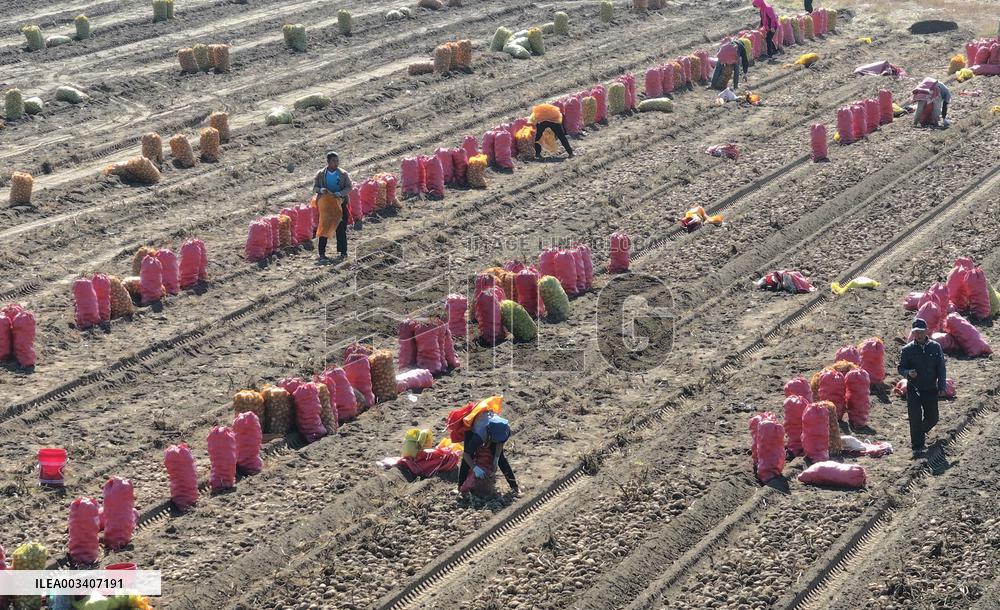 Farmers Harvest Potatoes in Inner Mongolia