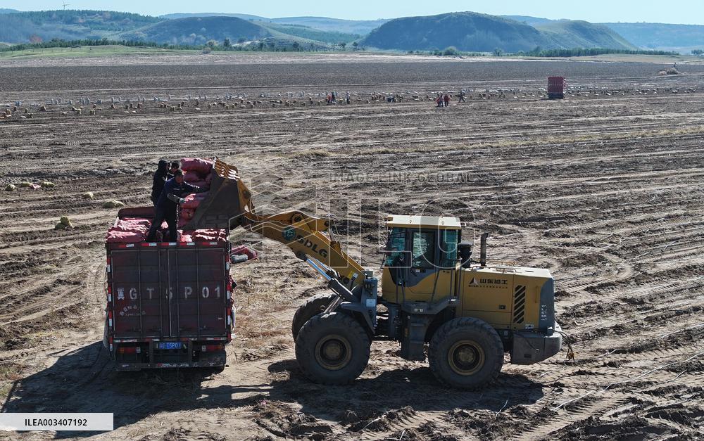 Farmers Harvest Potatoes in Inner Mongolia