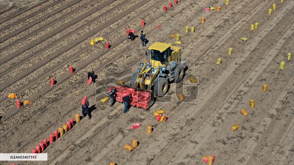 Farmers Harvest Potatoes in Inner Mongolia