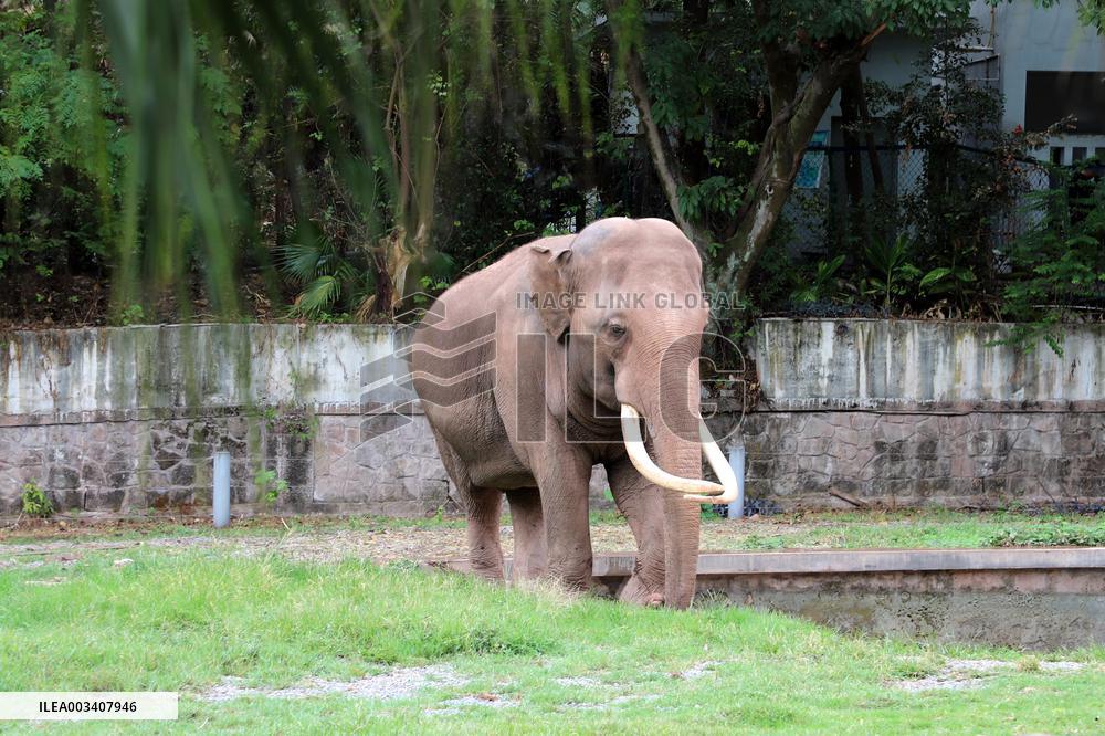 Chongqing Zoo Elephant