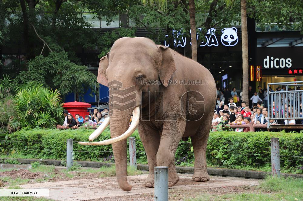 Chongqing Zoo Elephant