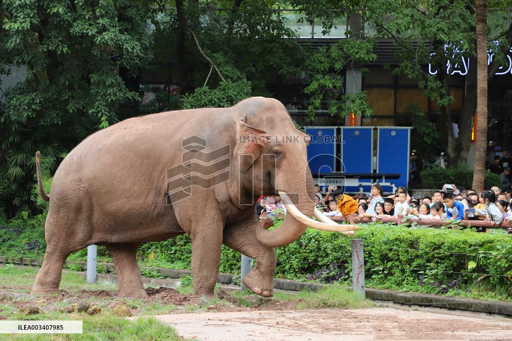 Chongqing Zoo Elephant