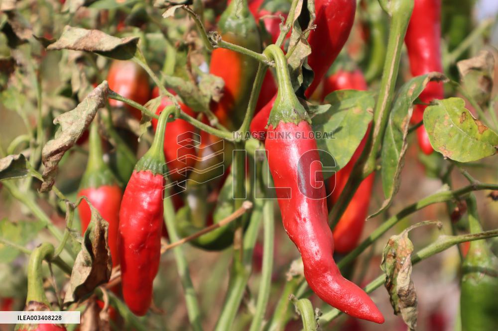 Ripe Chili Pepper in Hami