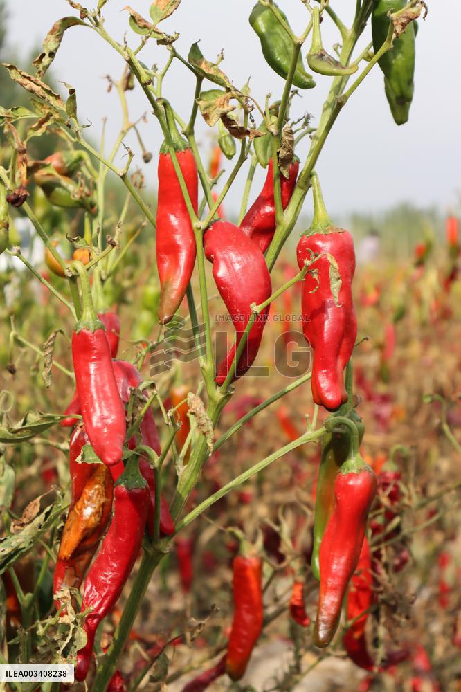 Ripe Chili Pepper in Hami