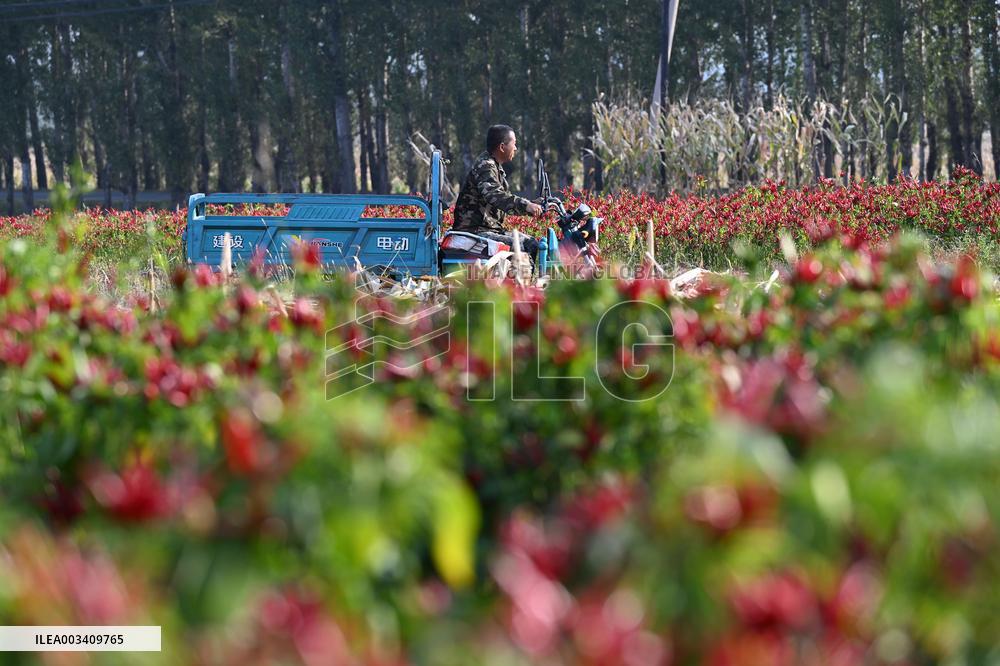 Chili Pepper Harvest in Shenyang