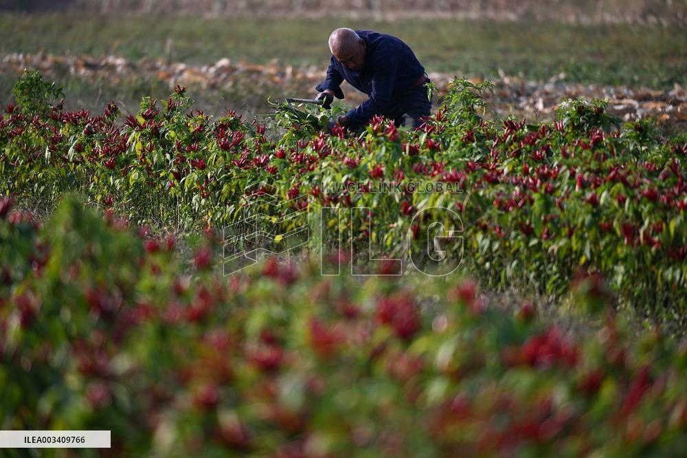 Chili Pepper Harvest in Shenyang