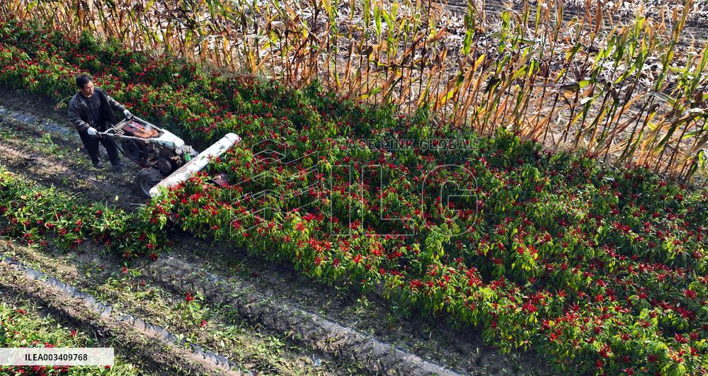 Chili Pepper Harvest in Shenyang