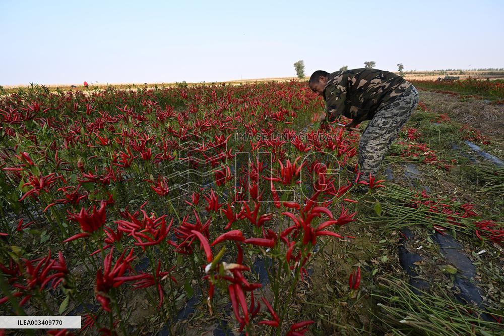 Chili Pepper Harvest in Shenyang