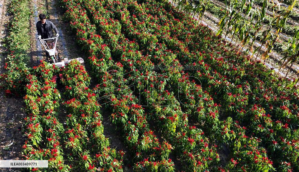 Chili Pepper Harvest in Shenyang